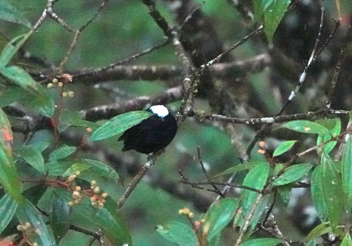 White-crowned Manakin - ML622261333