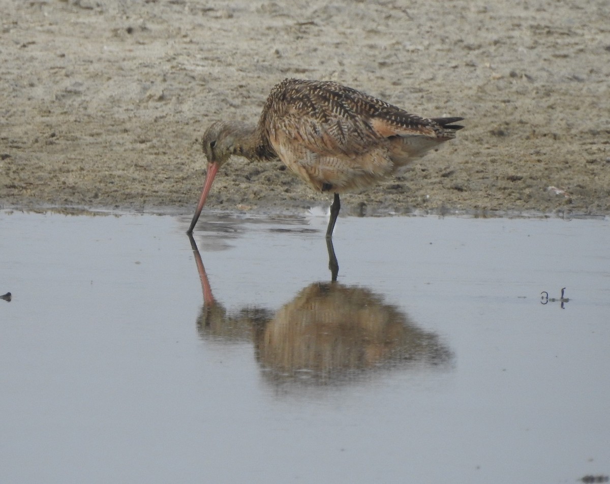 Marbled Godwit - ML622261360