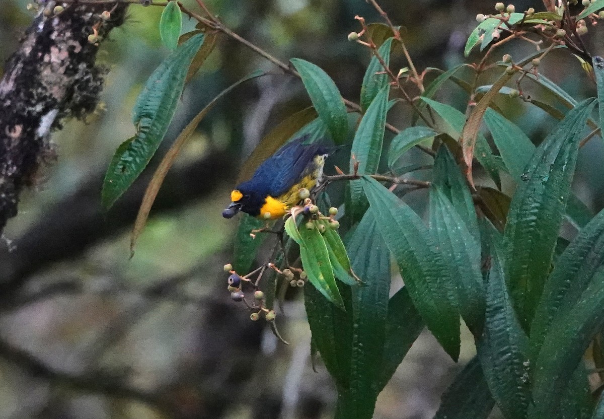 White-vented Euphonia - ML622261379