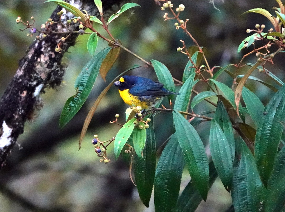 White-vented Euphonia - ML622261380