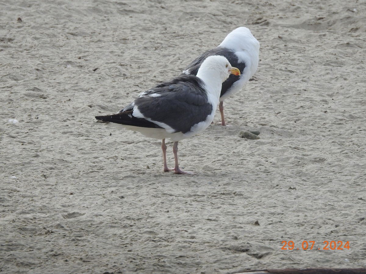 Goéland d'Audubon - ML622261384