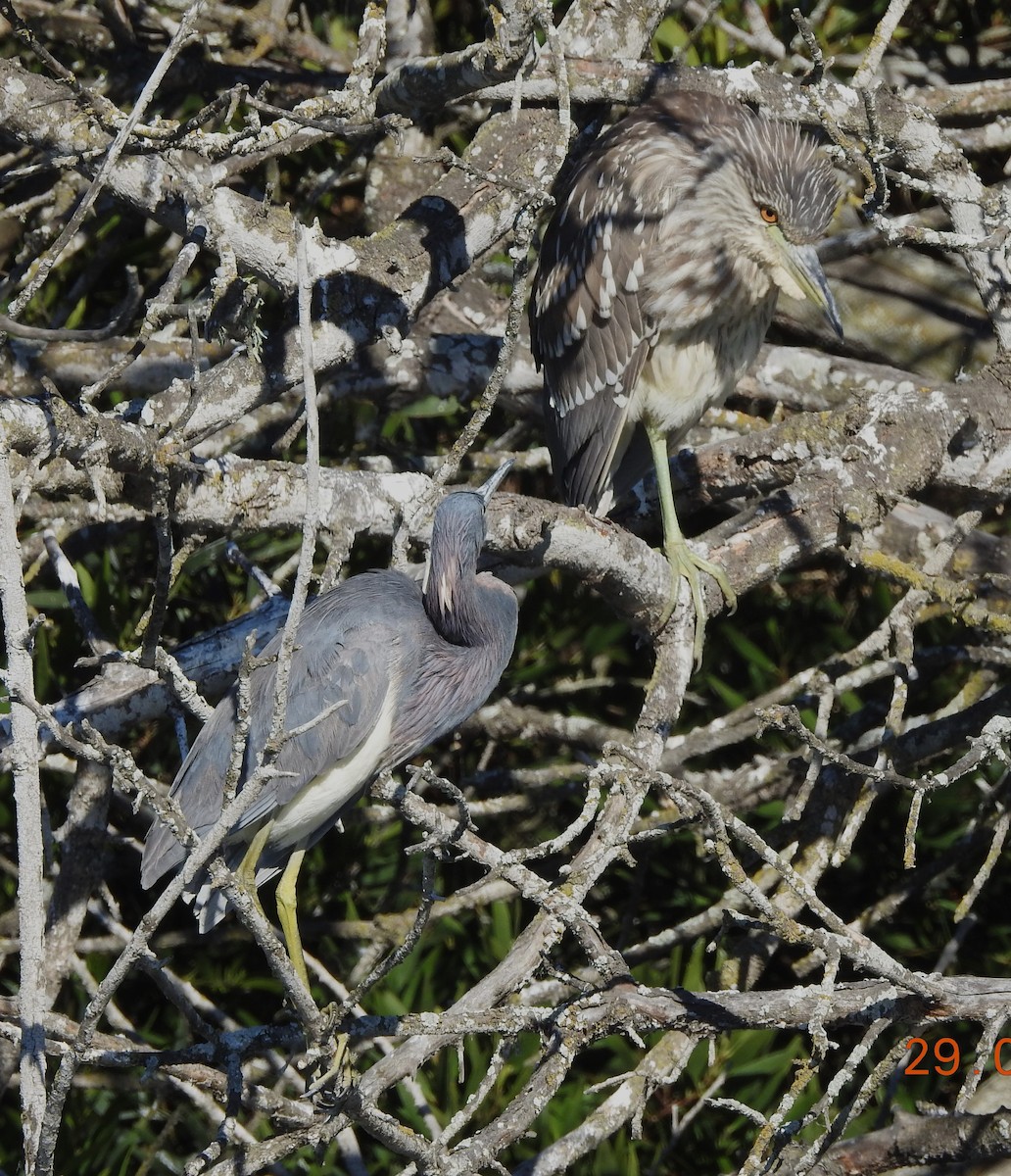 Black-crowned Night Heron - dave haupt