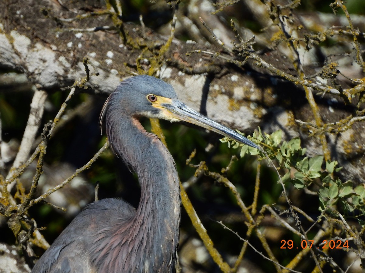 Tricolored Heron - ML622261440