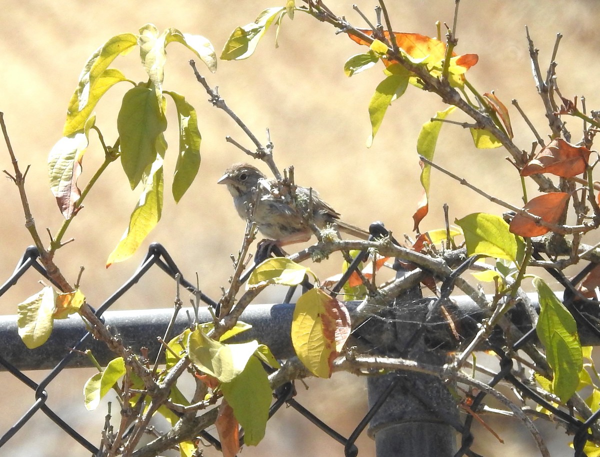 Rufous-crowned Sparrow - ML622261455