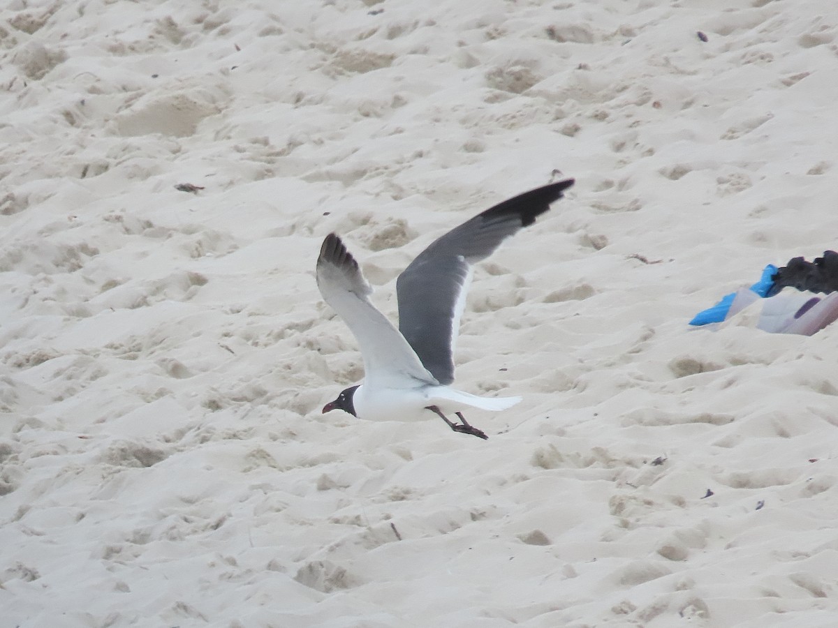 Laughing Gull - ML622261483