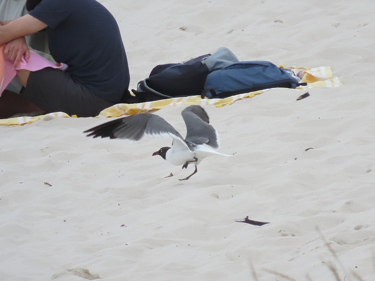 Laughing Gull - ML622261484