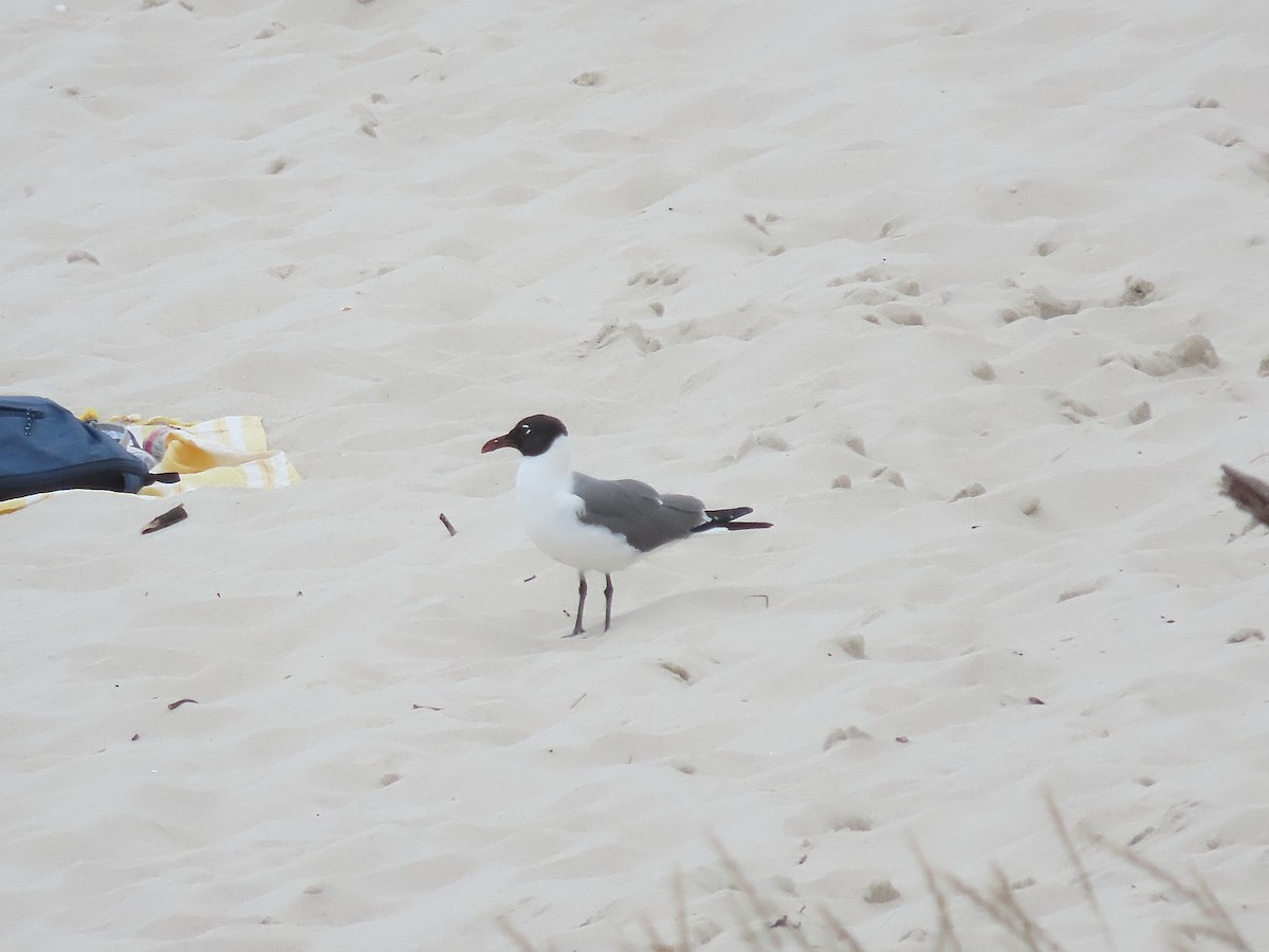 Laughing Gull - ML622261485