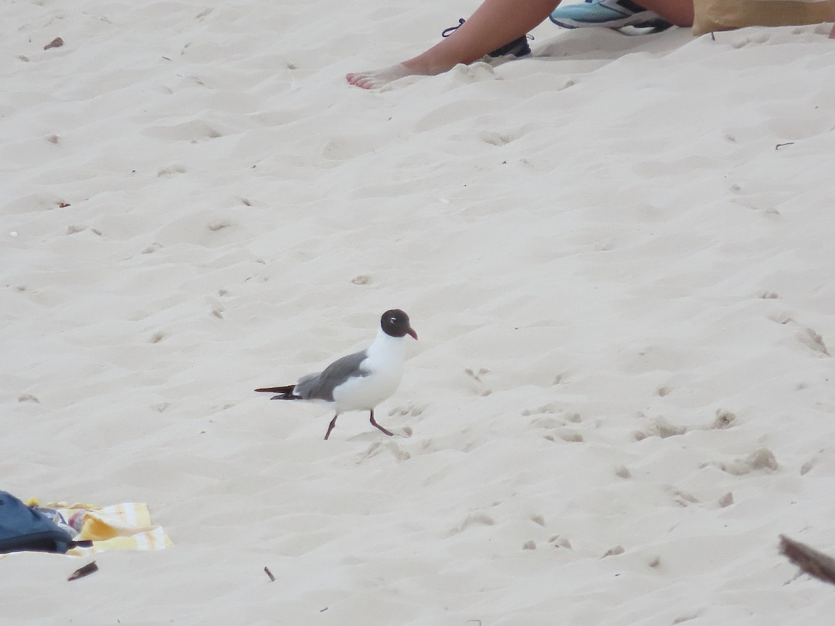Laughing Gull - ML622261487