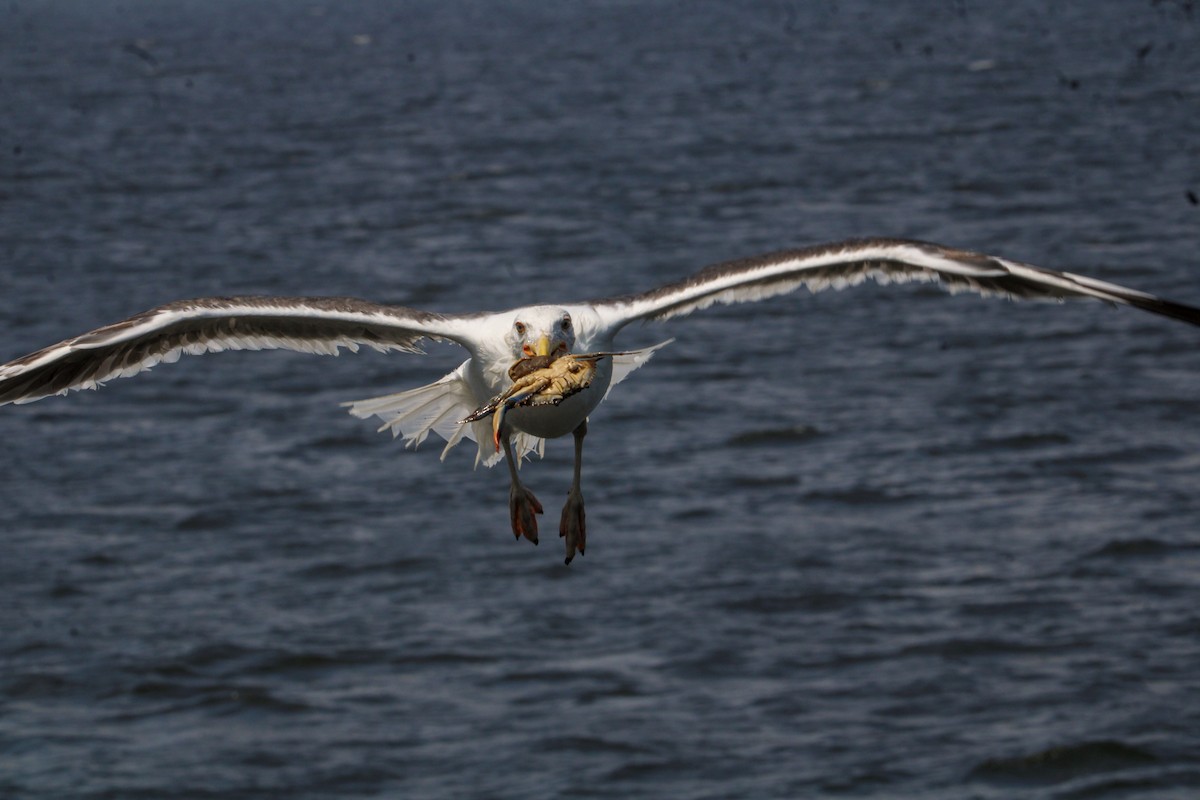 Great Black-backed Gull - Jeffrey McCrary