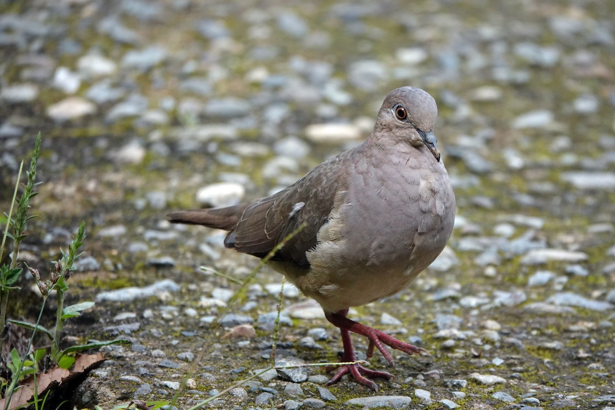 White-tipped Dove - ML622261539