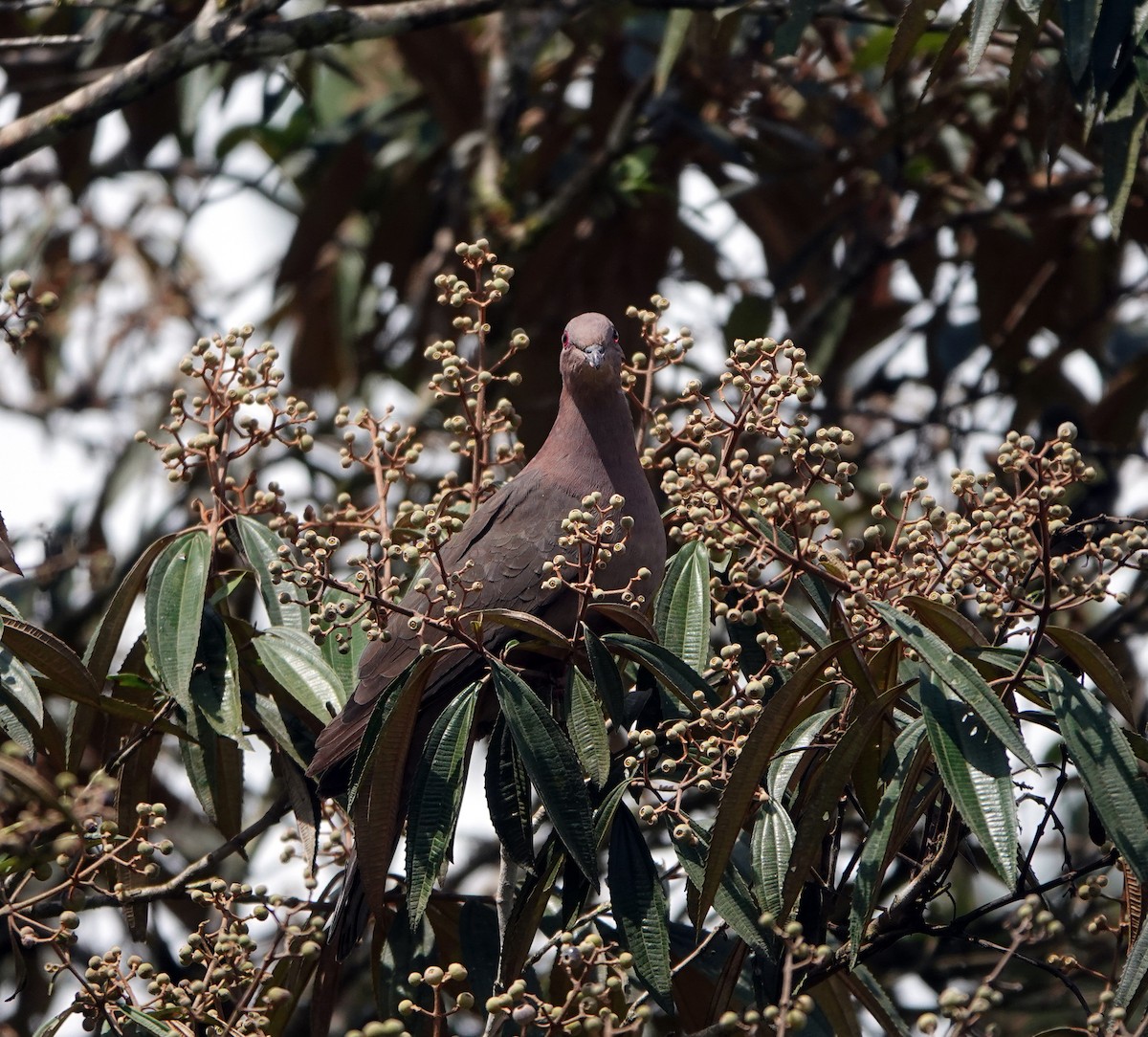 Short-billed Pigeon - ML622261603