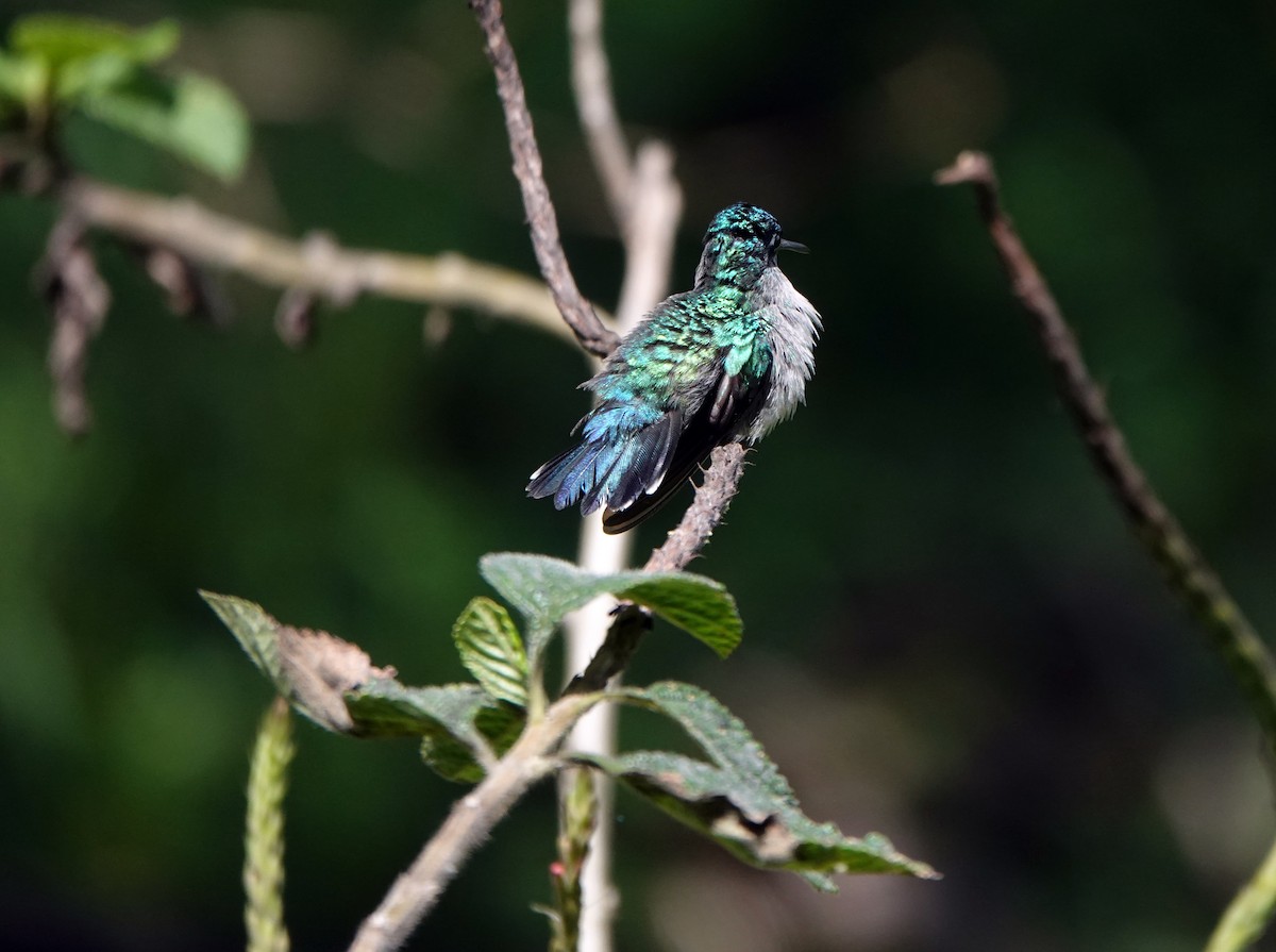 Violet-headed Hummingbird - ML622261609