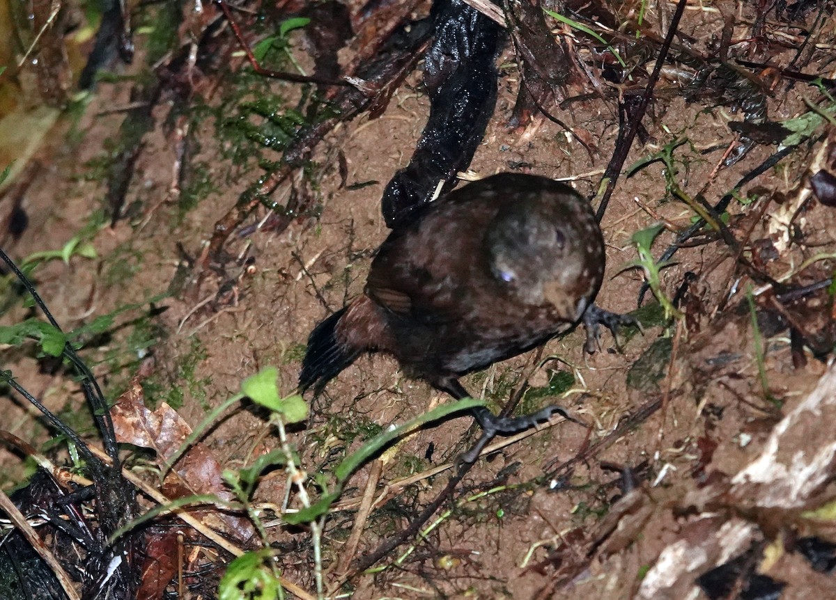 Scaly-breasted Wren - ML622261630