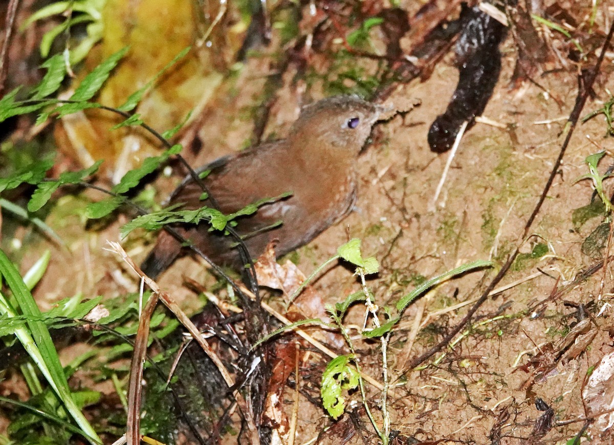 Scaly-breasted Wren - ML622261631