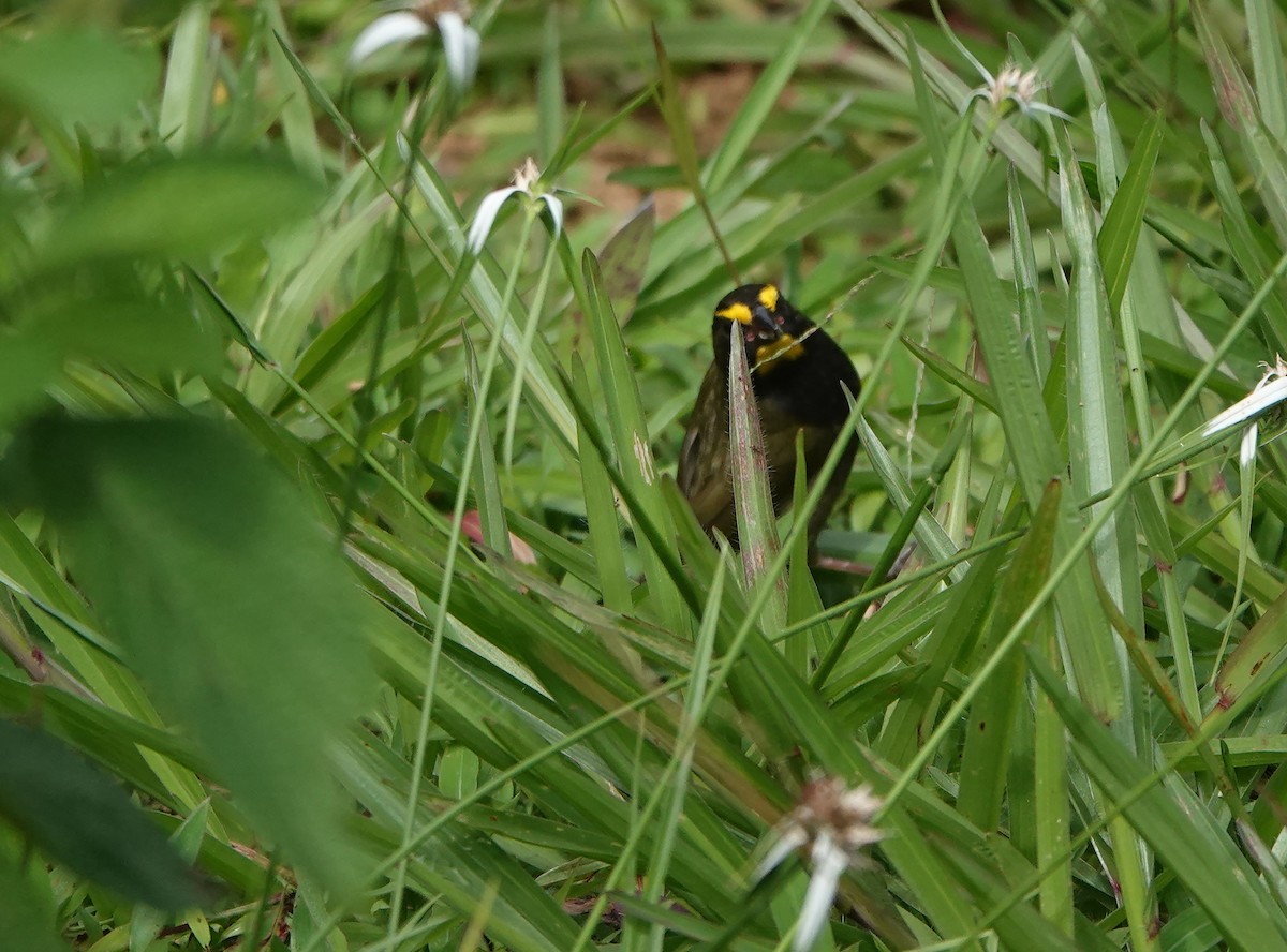 Yellow-faced Grassquit - ML622261738