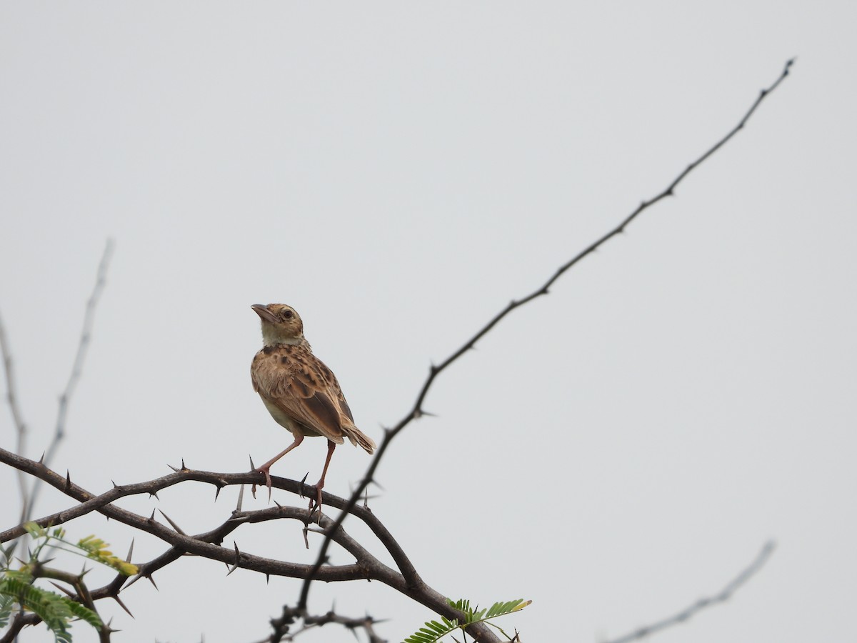 Jerdon's Bushlark - ML622261867