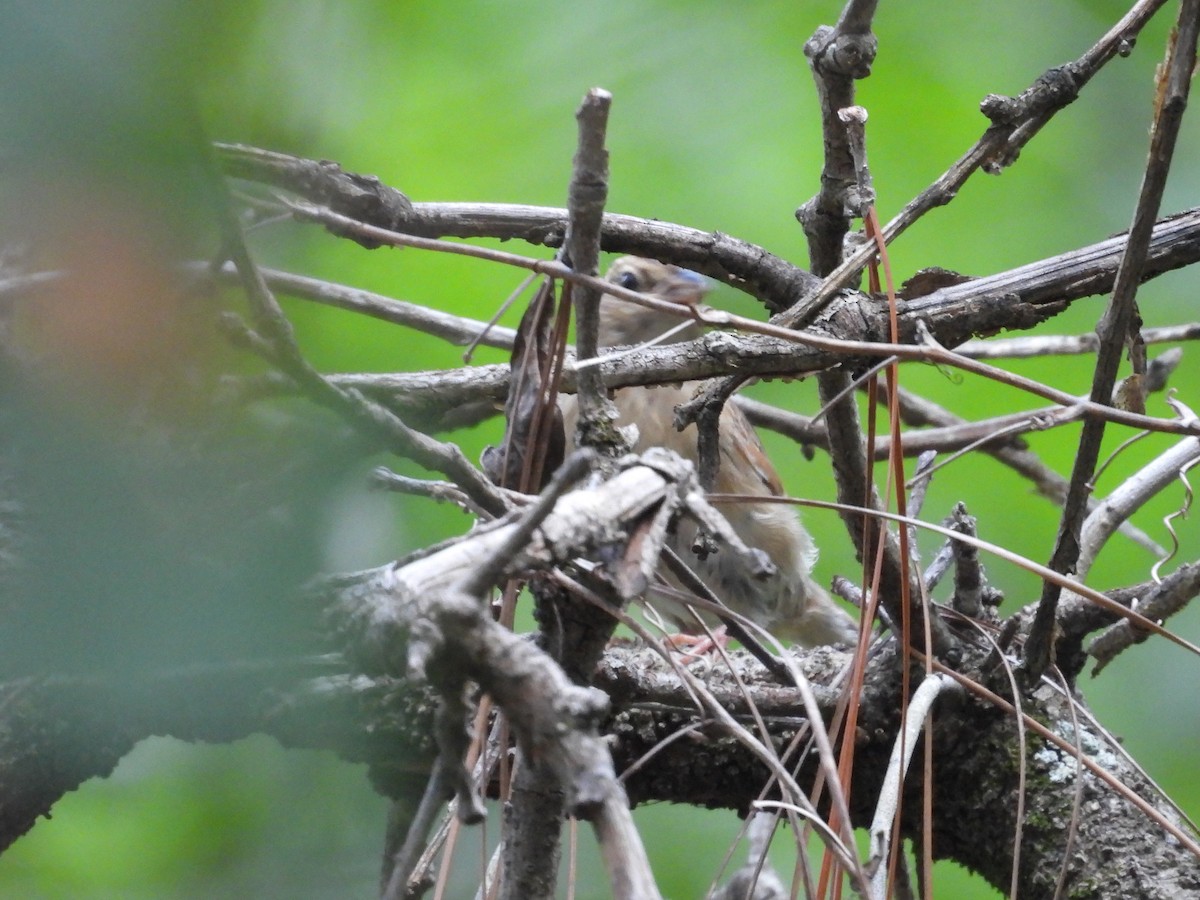 Bachman's Sparrow - ML622261890