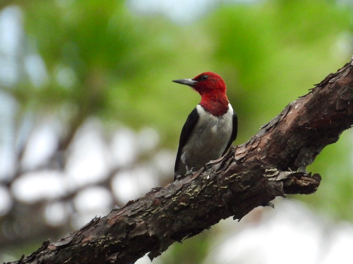 Red-headed Woodpecker - ML622261896