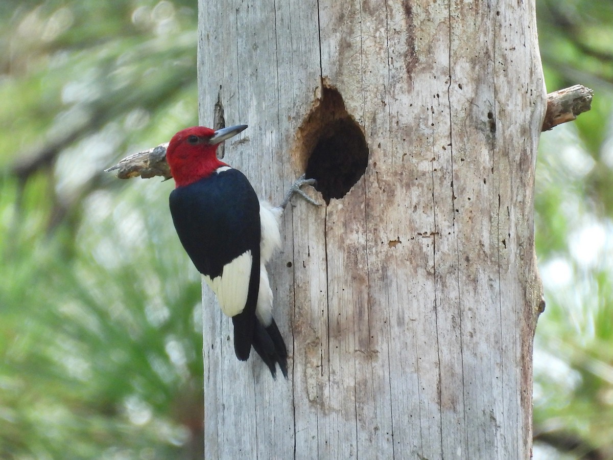Red-headed Woodpecker - ML622261910