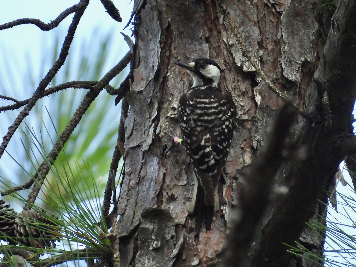 Red-cockaded Woodpecker - ML622261916