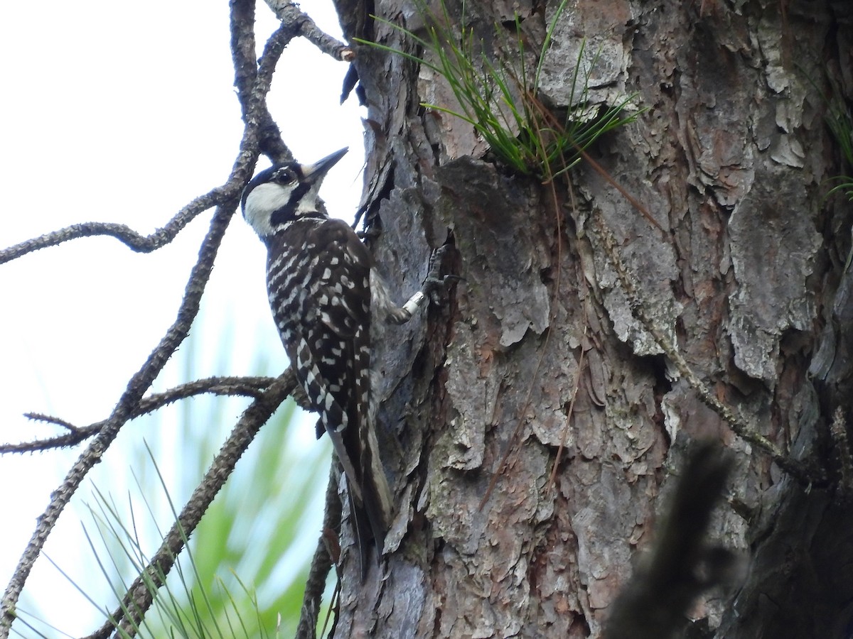 Red-cockaded Woodpecker - ML622261919