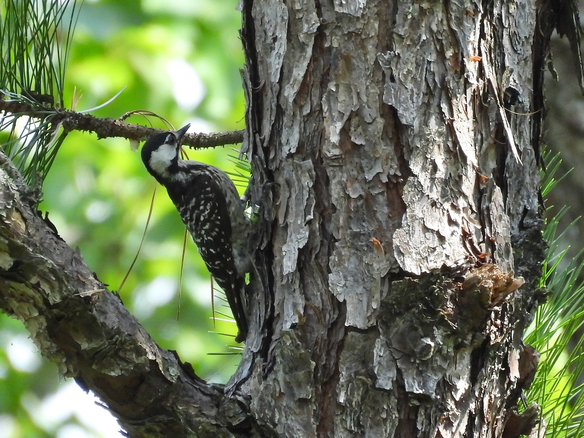 Red-cockaded Woodpecker - ML622261924