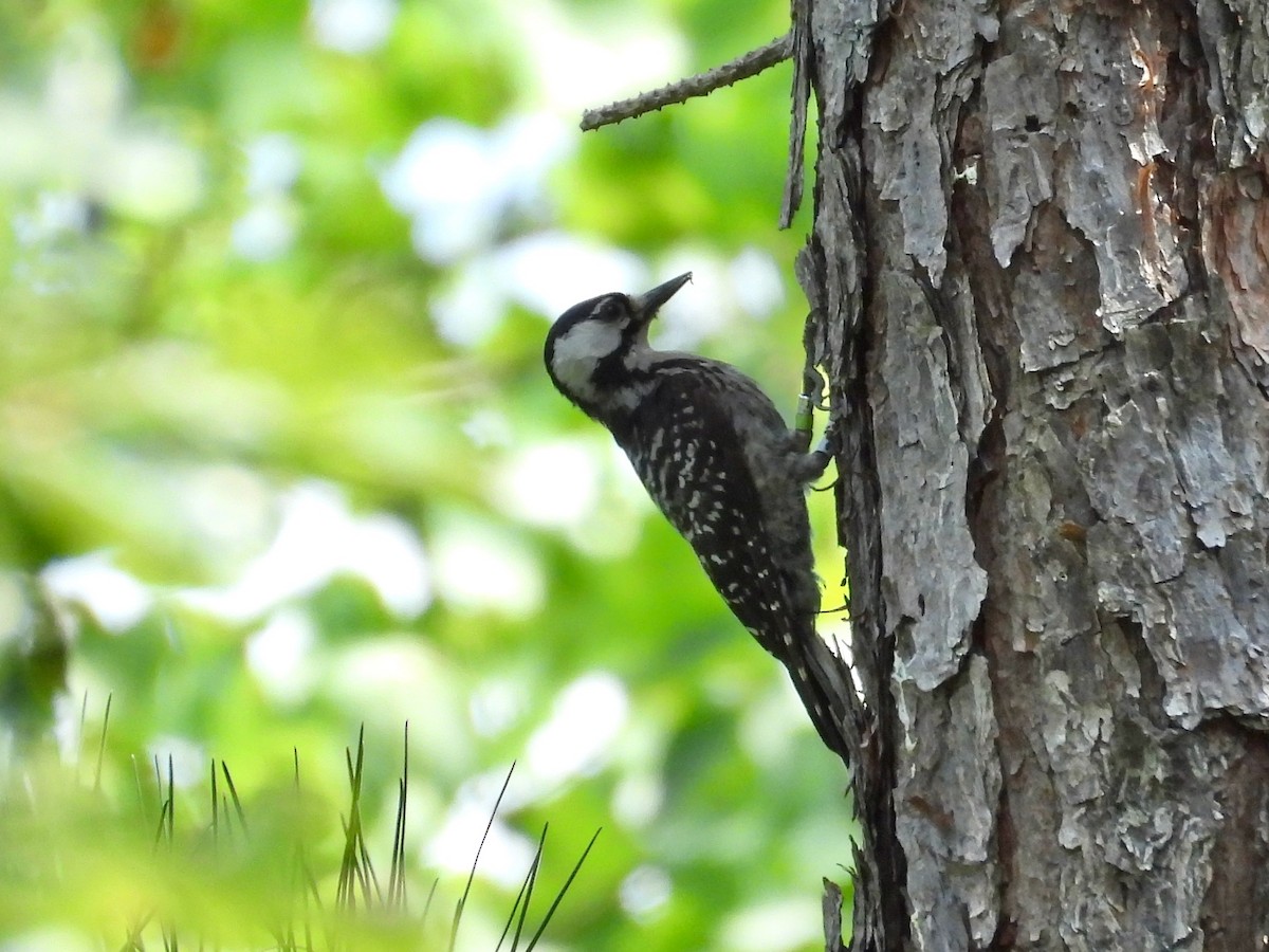 Red-cockaded Woodpecker - ML622261931