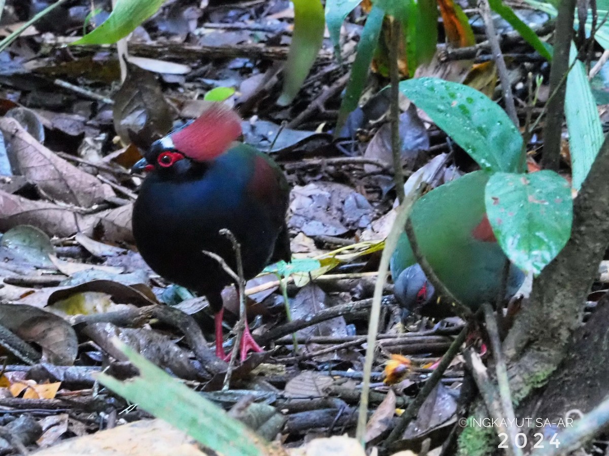 Crested Partridge - ML622261932