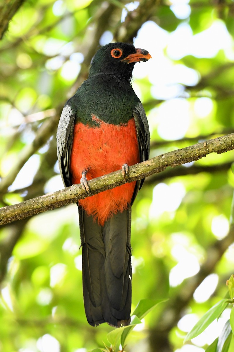 oransjenebbtrogon - ML622261957