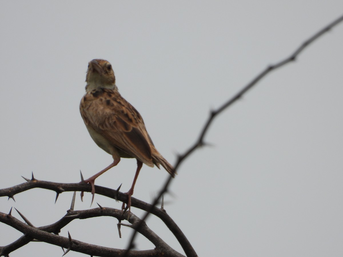 Jerdon's Bushlark - ML622261999