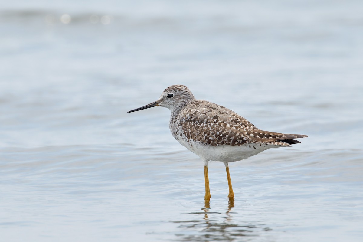 Lesser Yellowlegs - Ant Tab