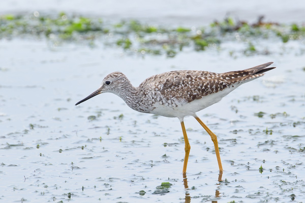 Lesser Yellowlegs - Ant Tab