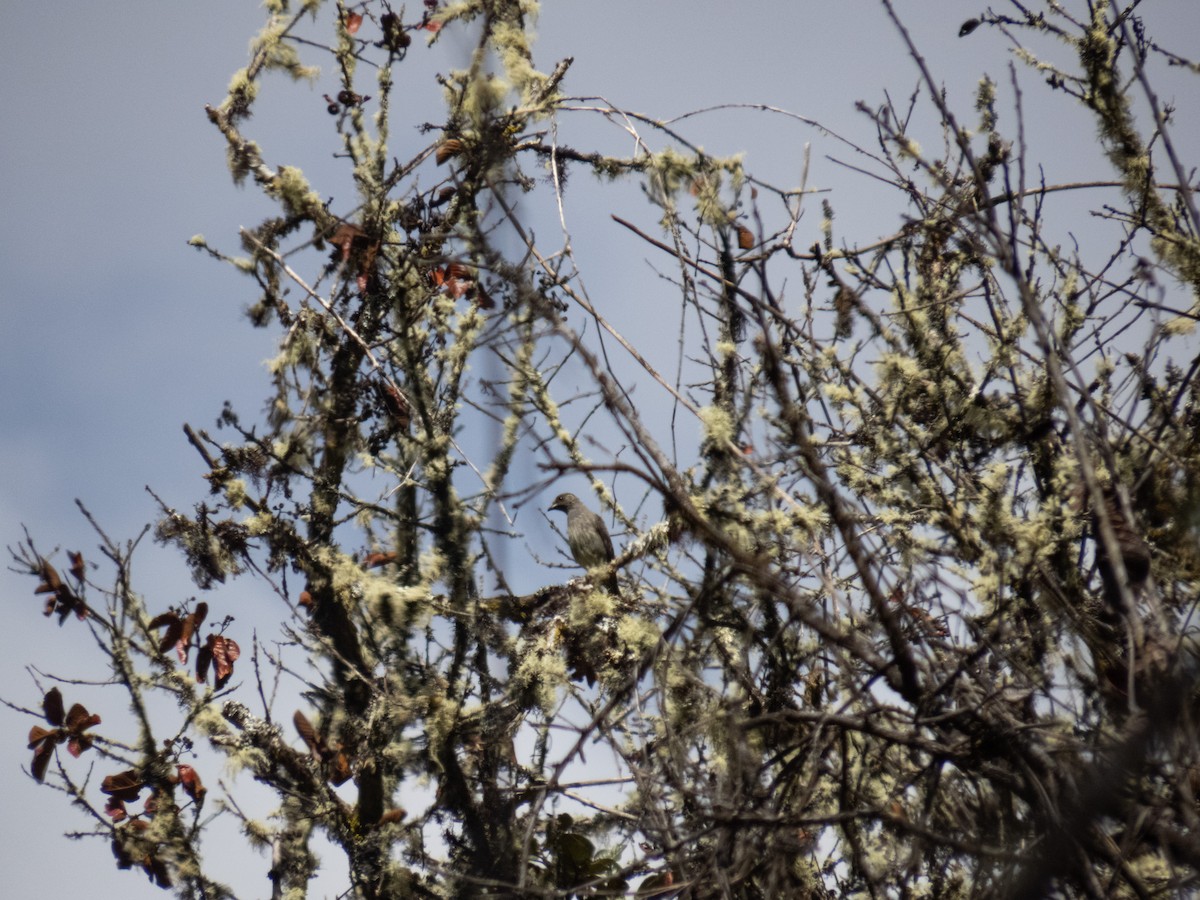 Red-crested Cotinga - ML622262078