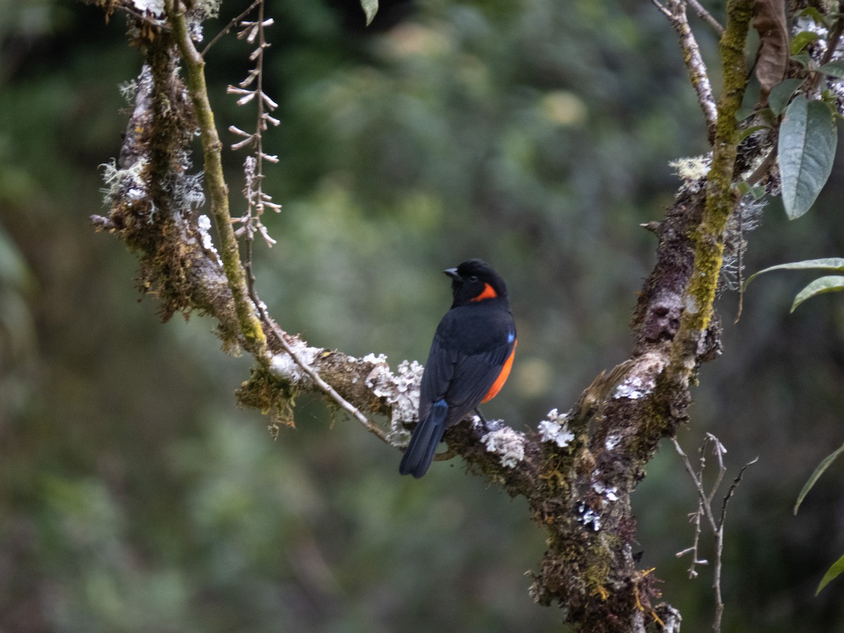 Scarlet-bellied Mountain Tanager - ML622262081