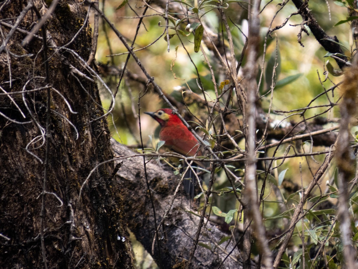 Crimson-mantled Woodpecker - ML622262086