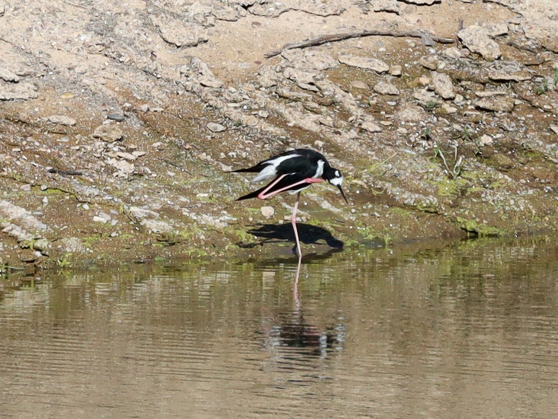 Black-necked Stilt - ML622262095