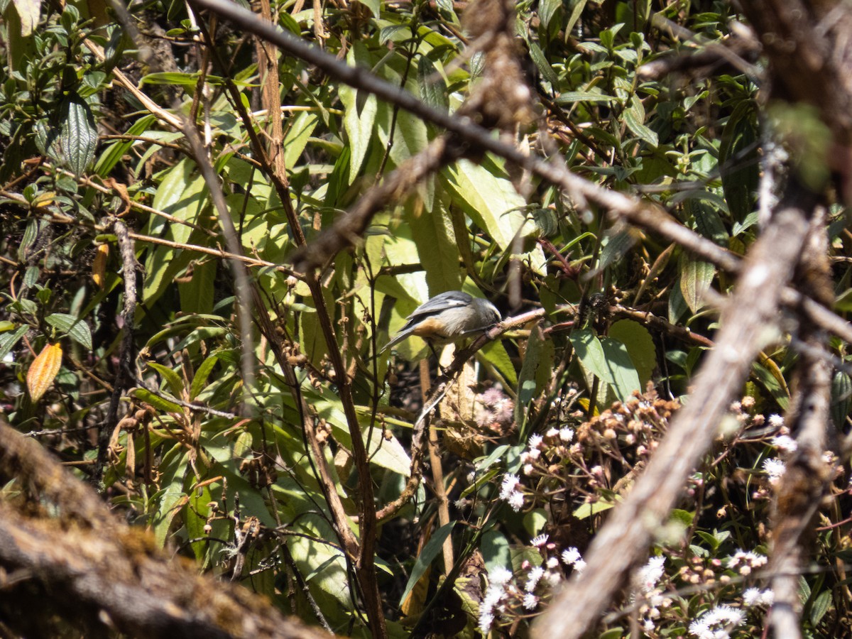 Cinereous Conebill - ML622262099