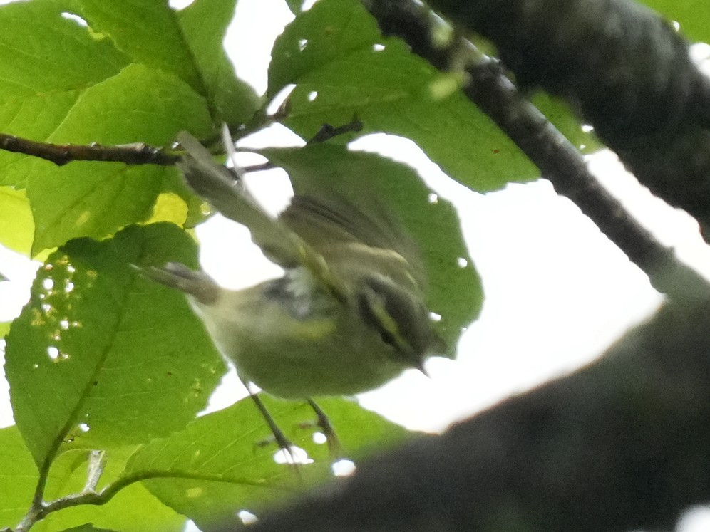 Davison's Leaf Warbler - Frank Chen