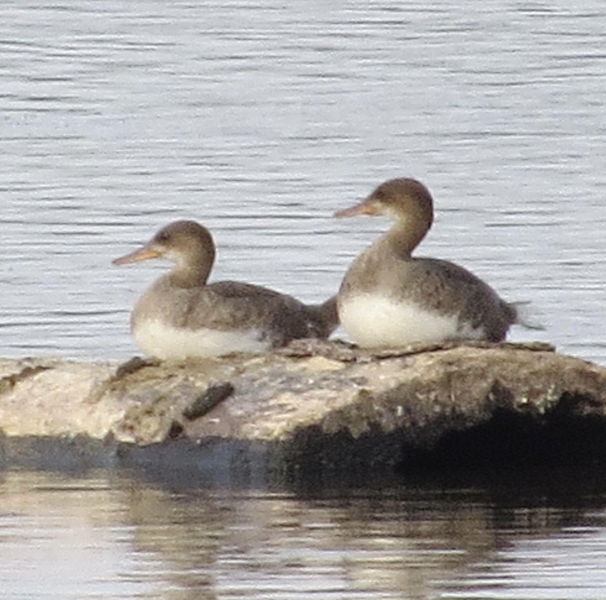 Hooded Merganser - Barb Matthews