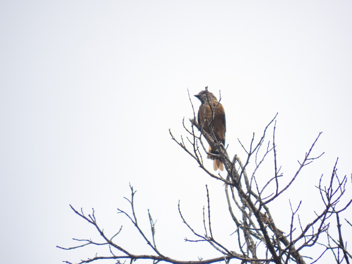 Streak-throated Bush-Tyrant - ML622262134