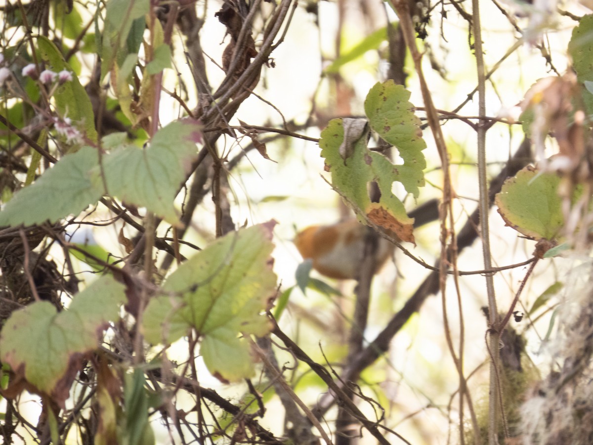 Rufous-chested Tanager - ML622262137