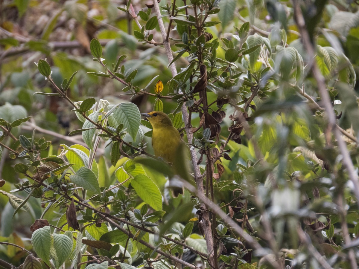 Rust-and-yellow Tanager - ML622262141