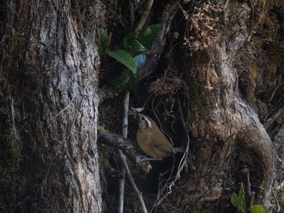 Mountain Wren - ML622262146