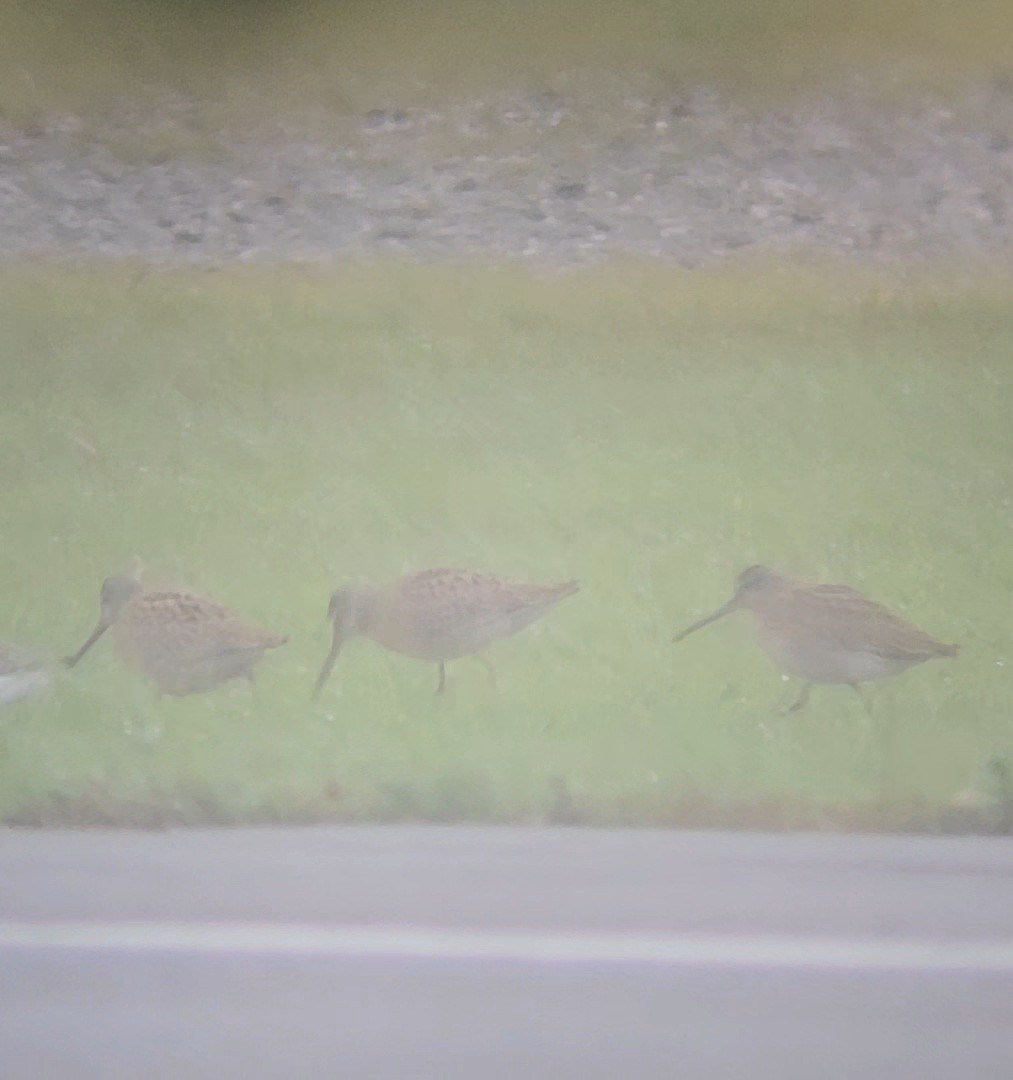 Short-billed Dowitcher - ML622262207