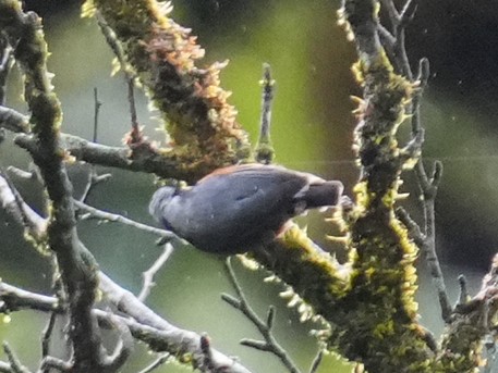 White-tailed Nuthatch - Frank Chen