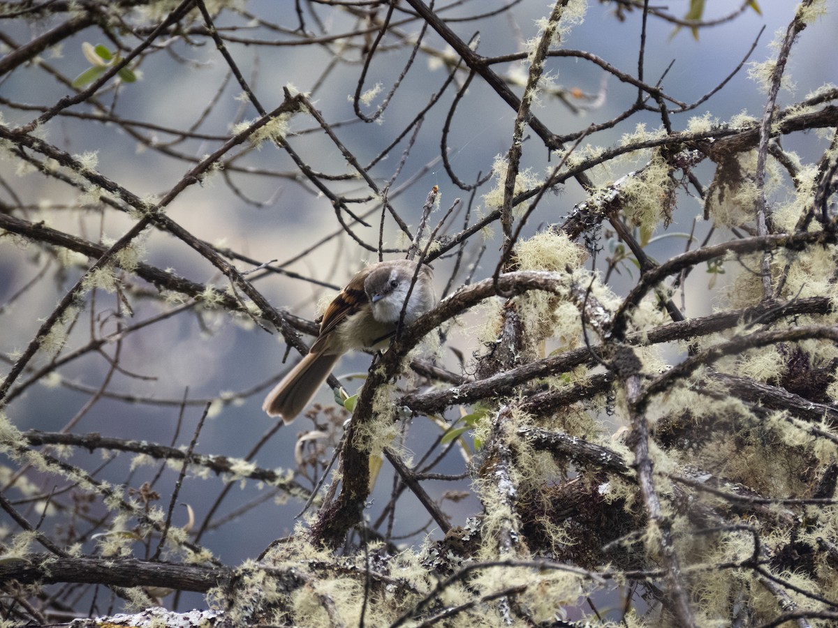 White-throated Tyrannulet - ML622262274