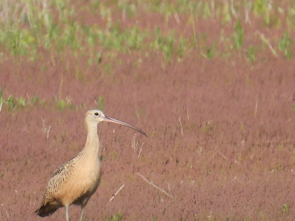 Long-billed Curlew - ML622262275