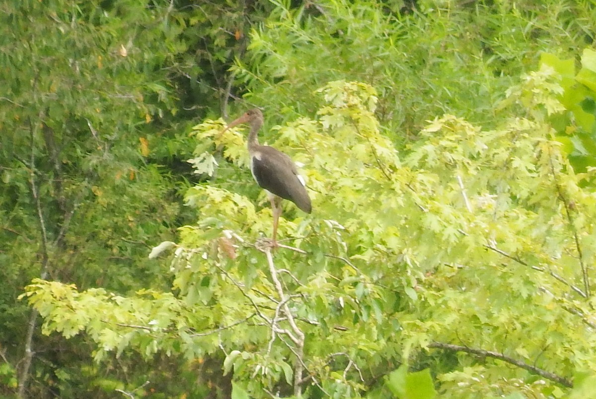 White Ibis - ML622262313