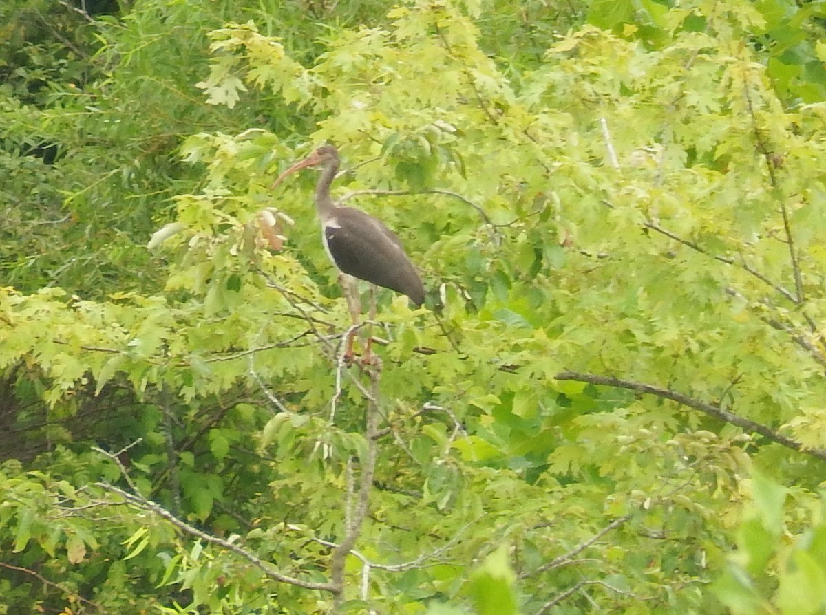 White Ibis - ML622262319