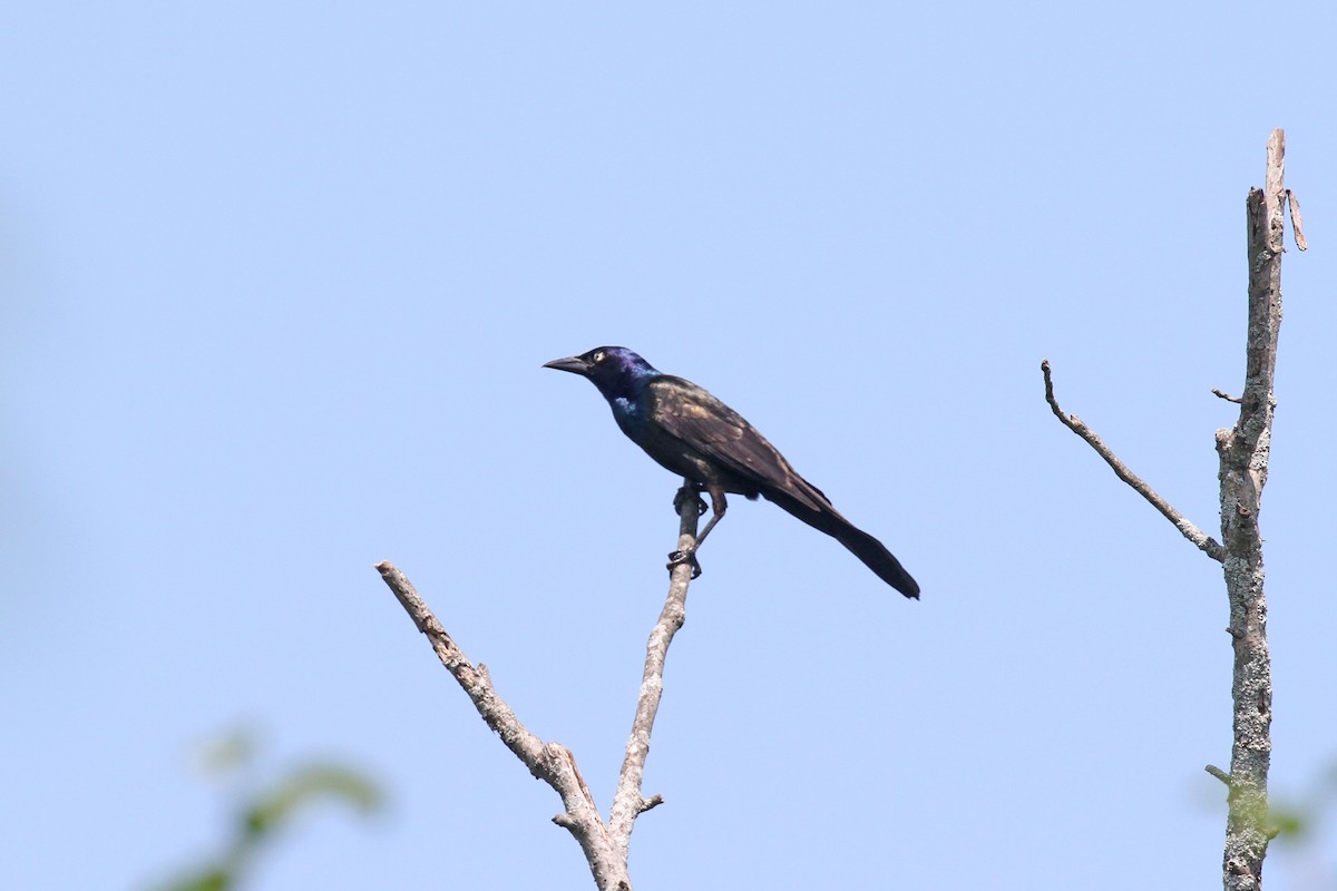 Common Grackle - ML622262325